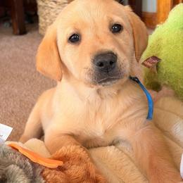 Labrador Retriever puppies from Ruzicka Family Labradors LLC