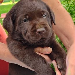 Labrador Retriever puppies from Creek's Edge Labradors
