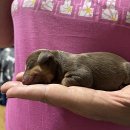 Dachshund Puppies from D & F Doxies