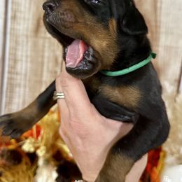 Israel - Black and rust male Doberman Pinscher puppy in Aredale, Iowa from Royal Dynasty Dobermann Kennel