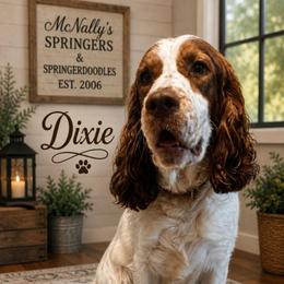 Dixie - English Springer Spaniel
