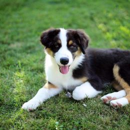 Australian Shepherd Puppies from Impact Australian Shepherds