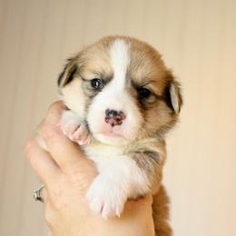 Brownie - Red male Pembroke Welsh Corgi puppy in Stockton, Utah from BW Corgis
