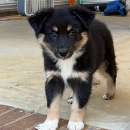 Black tri 2 - Black tri male Miniature Australian Shepherd puppy in Danville, Alabama from A&L Farms