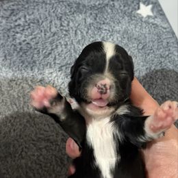 Domino - Black and white male Chinese Crested puppy in Dublin, California from Show Style Chinese Cresteds