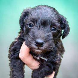 Merci Mini ESA therapy lines - Black and white female Schnoodle puppy in Temple, Texas from Schnauzers Of Taylor