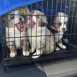 Miniature Australian Shepherd Puppies from Mid-Plains Mini Aussies