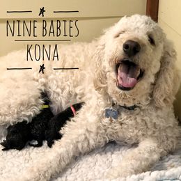 Kona - Goldendoodle