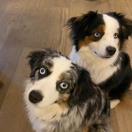 Toy Australian Shepherds from Pine Ridge Toy Aussies