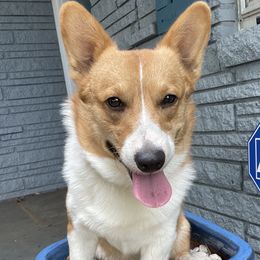 Thumper - Pembroke Welsh Corgi