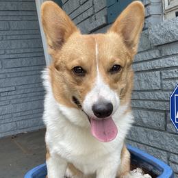 Thumper - Pembroke Welsh Corgi