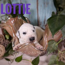 Lottie- Purple - White and black female Dalmatian puppy in Altoona, Iowa from 10 Spot Dalmatians