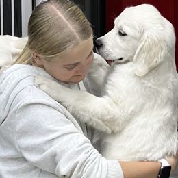 Golden Retrievers from All 4 Paws of Pheasant Run