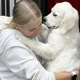 Golden Retrievers from All 4 Paws of Pheasant Run
