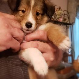 French Bulldog and Shetland Sheepdog Puppies from Ioney's Southern Paws Shelties and Frenchies