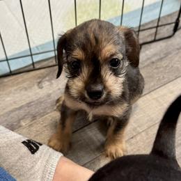 Companion Cross, Dachshund, and Miniature Schnauzer Puppies from Sheri Lauritsen