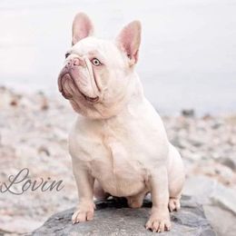 McLovin - French Bulldog
