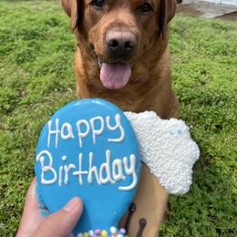 Labrador Retriever Puppies from Copper Clover Labradors