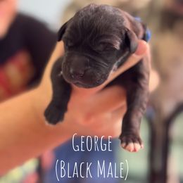 George - Black male Great Dane puppy in Lawrenceburg, Indiana from Jordan Giants