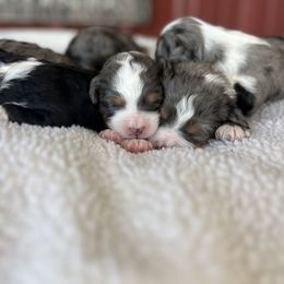 Bernedoodle Puppies from Root and Branch Bernedoodles