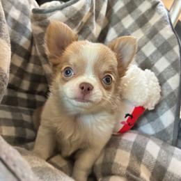 Blondie - Fawn and white female Chihuahua puppy in Summerfield, Florida from Impeccable's Boutique & Ethical Breeder for the educated & discriminating ONLY
