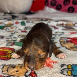 Grey collar - Chocolate and tan male Dachshund puppy in San Antonio, Texas from Bear Bear's House of Doxies
