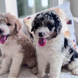 Aussiedoodle Puppies from Pawsome Aussie Doodles