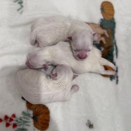 Maltese puppies from minipupps