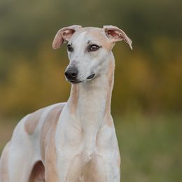 Tommy - Whippet
