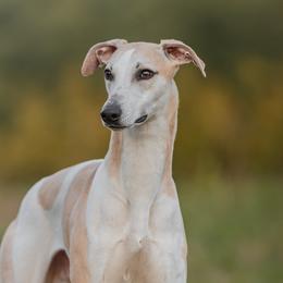 Tommy - Whippet