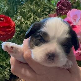 Chrissy - Tri-color female Cavalier King Charles Spaniel puppy in Saint Paul, Minnesota from Amy’s Puppy Tzu