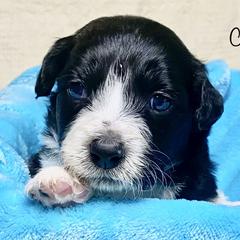 Bordoodle Puppies from Smarti Doodles