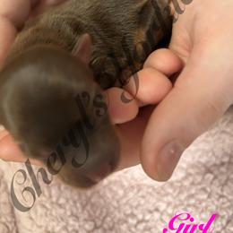 Girl 3 - Chocolate and tan female Yorkshire Terrier puppy in Stanfield, North Carolina from Cheryl’s Yorkies