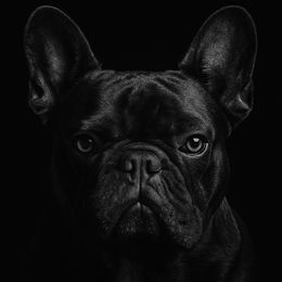 Smokey aka Moke - French Bulldog