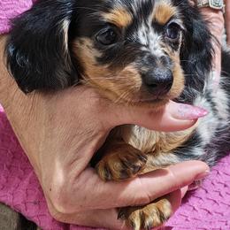 Dachshund Puppies from Angelic Doxies