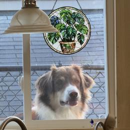 Mace - Australian Shepherd