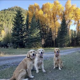 Golden Retriever Puppies from Bliss Creek Goldens