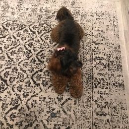 Maltipoo All Grown Up from Anzhela Ibragimova