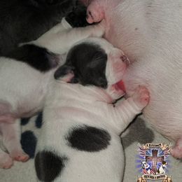 Boston Terrier and French Bulldog Puppies from Freedom Bostons