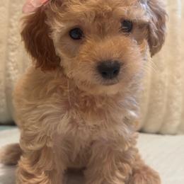 Rose - Apricot male Maltipoo puppy in Bakersfield, California from Silvia's Maltipoos