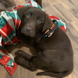 Max - Labrador Retriever