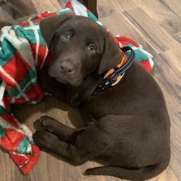 Max - Labrador Retriever