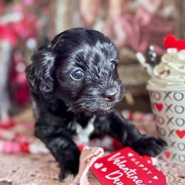 Maltipoo puppies from Boujee Life Depot