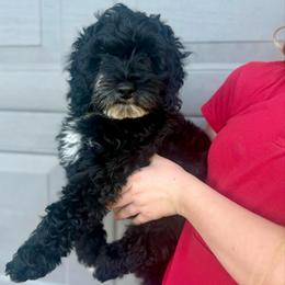Frodo - Black and white male Cockapoo puppy in Tallahassee, Florida from Panhandle Pups