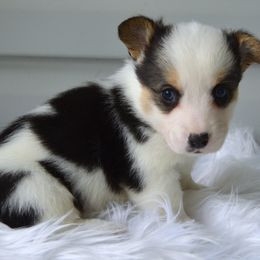 Star Fruit - Male - Black and tan male American Corgi puppy in Pendleton, Indiana from Wildlings & Wild Things Homestead