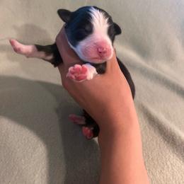 Remy - Black tri-color male Australian Shepherd puppy in Mcmillan, Michigan from Hall-N-Auss Australian shepherds