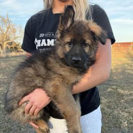 Light purple - Sable female German Shepherd puppy in Herrick, South Dakota from Dakota Shepherds Kennels