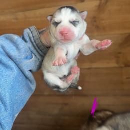 Girl 3 - Sable and white female Siberian Husky puppy in Iron River, Wisconsin from Wiemeri Siberians