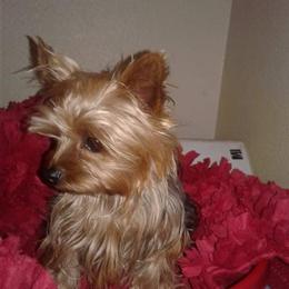 Daisy - Yorkshire Terrier