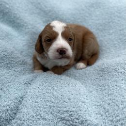Blaze - Red  male Goldendoodle puppy in Kansas City, Kansas from Bella & Ivy’s Mini Goldendoodles of KC
